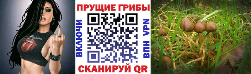 Галлюциногенные грибы прущие грибы Архангельск